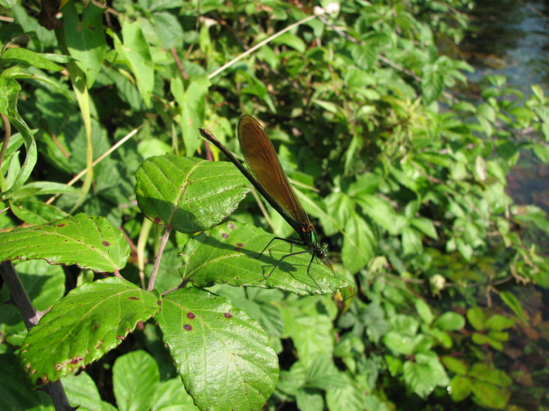 Libellule: Calopteryx virgo (Calopterygidae)